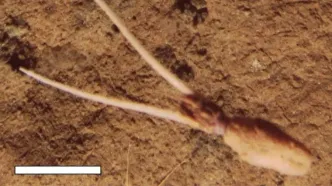 ماهی عجیبی که وانمود می‌کند گیاه است!