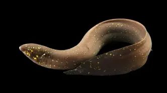 میراث 400 میلیون ساله در دل یک ماهی؛ کشف بزرگترین ژنوم تاریخ حیوانات