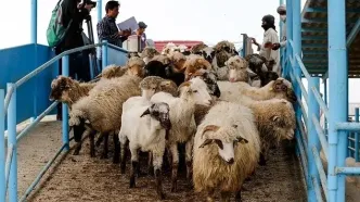 آغاز واردات دام زنده از پاکستان / گوشت قرمز کالای لوکس نیست