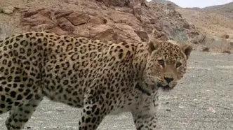 کوهپیمایی پلنگ ایرانی در میان برف های زمستانی+فیلم