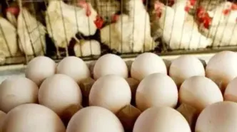 قیمت تخم مرغ امروز 8 بهمن