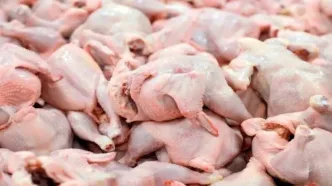 قیمت مرغ امروز 4بهمن1404 +جدول