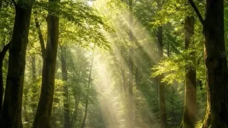 آیا درختان درد را می‌فهمند؟