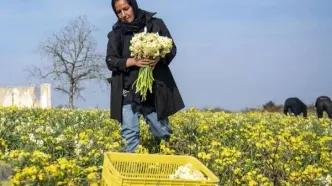 تصاویر؛ برداشت گل نرگس در ساری