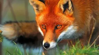 علت حضور روباه‌ها در تهران