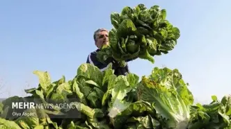 فاجعه کاهوی دزفول: وقتی بی‌تدبیری، لقمه نان مردم را زیر چرخ تراکتور می‌اندازد!
