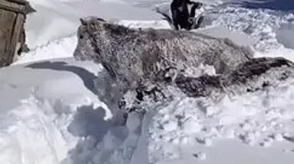 چند گاو در ترکیه در میان برف گرفتار شدند