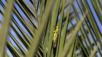 احتمال هجوم ملخ‌های صحرایی به مزارع کرمان