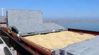 فوری: نماینده مجلس پرده برداشت! قیمت جدید گندم هفته آینده اعلام می‌شود؛ آیا سفره‌های مردم تکان می‌خورد؟