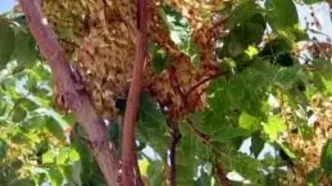 دربارۀ «درخت عرعر» چه می‌دانیم؟