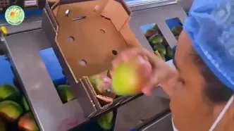 چگونه کشاورزان تایلندی صدها تن انبه را برداشت می کنند؟