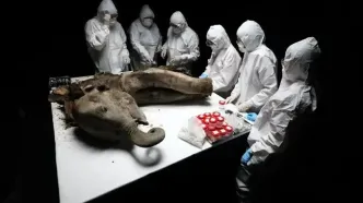 کالبدشکافی سالم‌ترین «ماموت» جهان؛ 130 هزارسال پس از مرگ