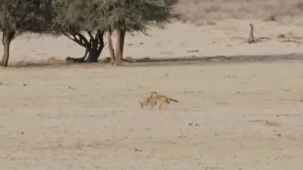 اشتباه مهلک غزال در برابر شغال؛ مبارزه به جای فرار!