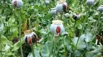 تصویب کشت گل خشخاش (شقایق الیفرا) برای تأمین موادمخدر دارویی کشور