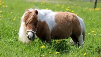 کوچکترین اسب جهان که در کتاب گینس ثبت شد + عکس