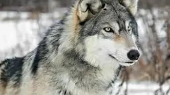 حمله گرگ به یک دانشجو در دانشگاه زنجان؟