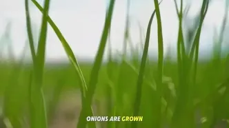 مراحل دیدنی کاشت، برداشت و فرآوری میلیون ها فلفل دلمه ای رنگی در آمریکا