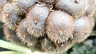 چگونه اندونزیایی ها میلیون ها سالاک را برداشت می کنند؟