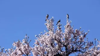 تصاویر؛ شکوفه های زمستانی شهر راز