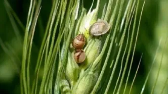 هشدار کشاورزی: آفت سن گندم آماده تاخت و تاز است