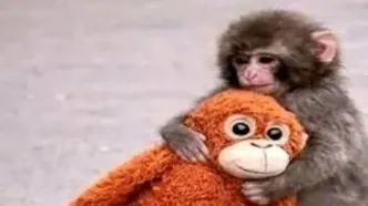 میمون یتیم بالاخره مادر پیدا کرد/ویدیو