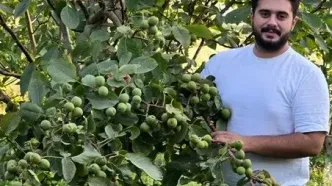 نهالستان نارون کشت؛ بزرگترین تولیدکننده نهال‌های گردو، بادام و صنوبر در ایران