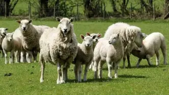 قیمت گوشت در ماه رمضان متعادل می‌شود؟