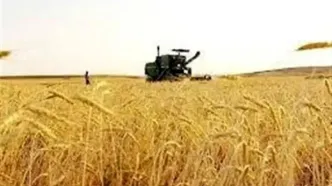 حمله آفت سن گندم به مزارع جنوب: محصولات در خطر نابودی!