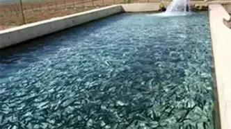 قیمت روز ماهی قزل آلا و انواع ماهی در 22 بهمن 1404