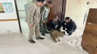 تیمارداری ۴۰ پرنده وحشی در آستارا