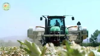 چگونه کشاورزان آمریکایی میلیون ها تن پیاز را برداشت می کنند؟