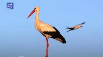 اسکان اجباری مهاجران بالدار در شهرری!