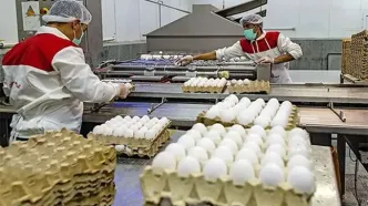 تکلیف قیمت تخم‌مرغ در آستانه ماه رمضان مشخص شد