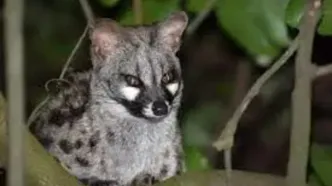 مُشکین‌گربه؛ حیوانی بامزه با حرکاتی شبیه میمون ها/ ویدئو