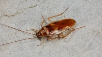 سوسک چطور بدون سر زنده می‌ماند؟