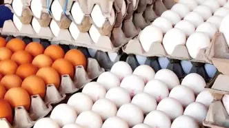 قیمت جدید تخم مرغ رسماً اعلام شد (۱۲ بهمن)