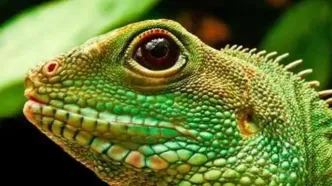 فرار آفتاب پرست شجاع از دست پلنگ گرسنه + فیلم