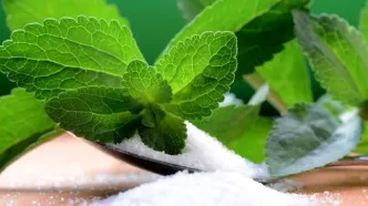 پشت پرده کشت گیاه «شقایق الیفرا» /ماجرا چیست؟