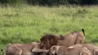 شیرهای گرسنه یک گراز را از هم دریدند