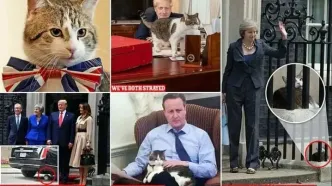 اولین گربه دیپلمات جهان | گربه‌ای که شش نخست‌وزیر دید