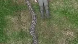 کشف طولانی‌ترین مار وحشی جهان با بیش از ۷ متر طول