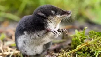 کشف یک پستاندارد مینیاتوری به اندازه یک حبه قند!