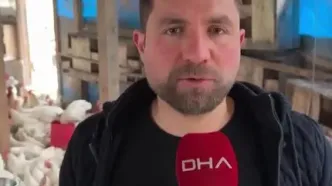 ابتکار جالب برای افزایش تولید تخم‌مرغ با پاپ‌کورن!