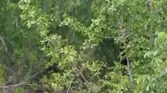 شکار سه‌گانه پلنگ؛ نادرترین لحظه حیات وحش