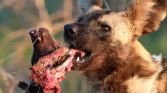 تصاویر؛ صحنه‌ای وحشتناک از شکار نوزادان گراز توسط سگ‌های وحشی