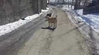 فیلم پرسه زدن گرگ در وسط روستای اویزر جاده چالوس!