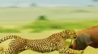 شکار نفس‌گیر یک شاخ‌چنگی توسط ائتلاف یوزها