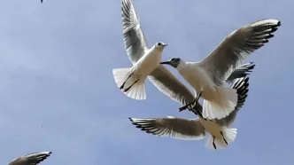 تصاویر؛ شیراز در آغوش پرندگان یخی