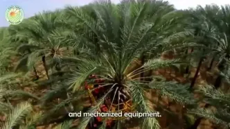 چگونه پاکستانی ها هزاران تن خرما را برداشت می کنند؟