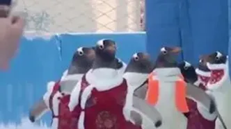 رژه پنگوئن‌ها با لباس سنتی چینی!